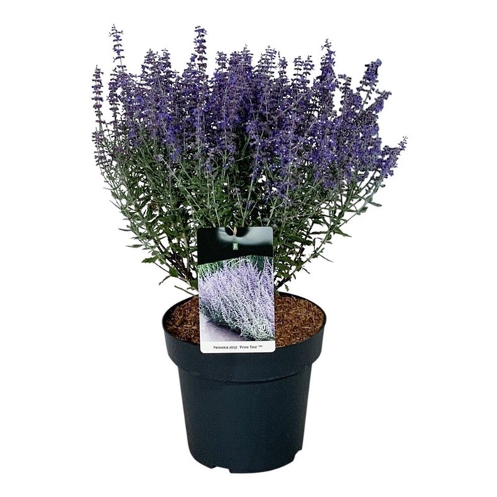 <h4>Perovskia atripl. 'Prime Time'</h4>