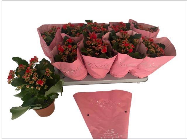<h4>KAL GE PERFECTA RED</h4>