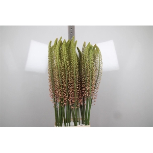 Eremurus Romance