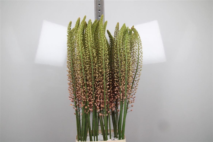 <h4>Eremurus Romance</h4>