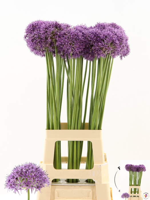 <h4>ALLIUM VIOLET BEAUTY</h4>
