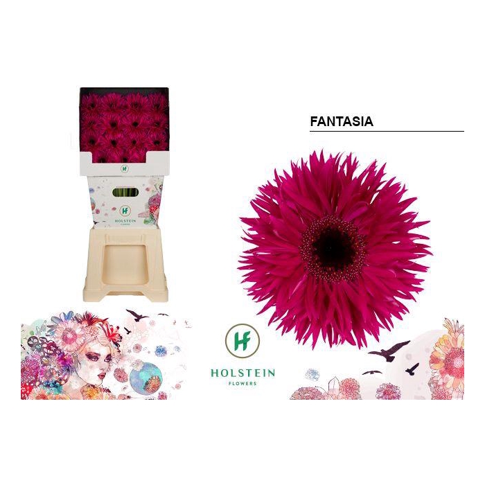 <h4>Ge Gr Fantasia</h4>