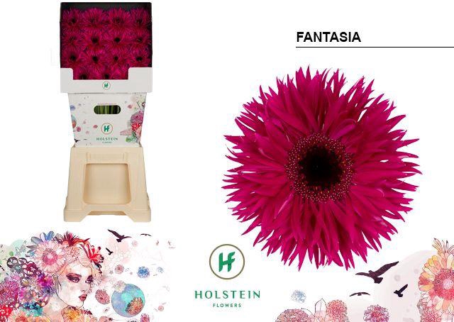 <h4>Gerbera Spider Fantasia Diamond</h4>