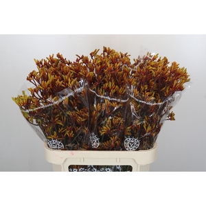 Anigozanthos Gold Fever