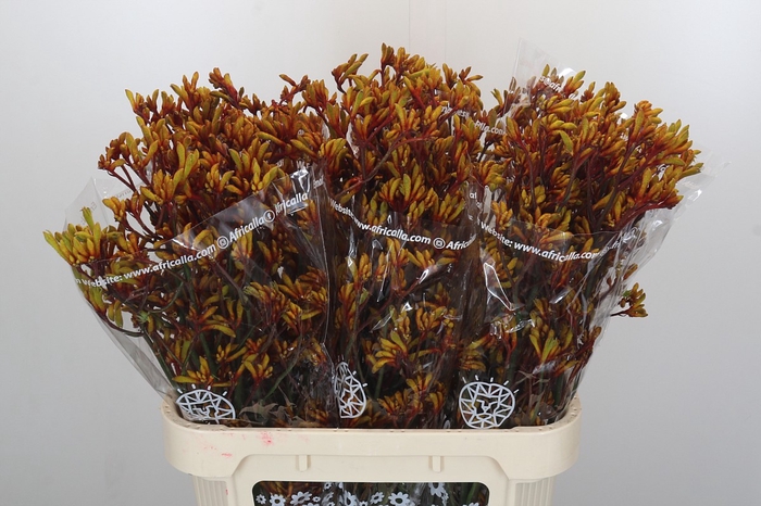 Anigozanthos Gold Fever