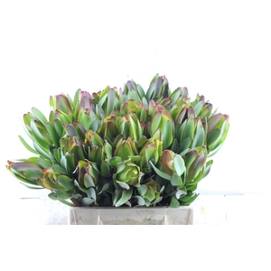 Leucad Laurel Yellow