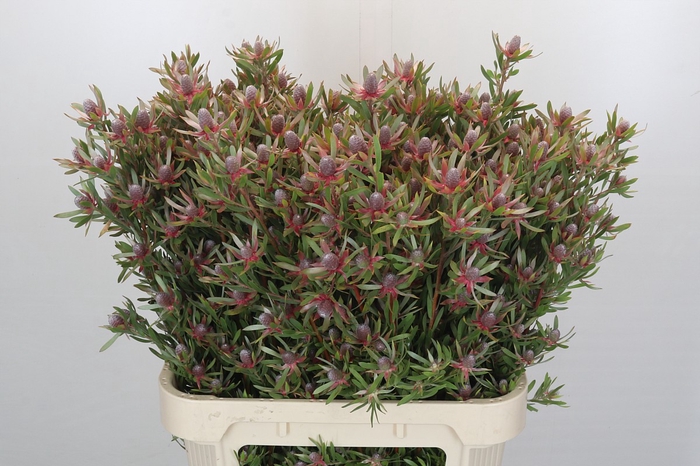 Leucadendron Ayoba Star Pearl