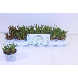 MUSCARI WHITE MAGIC P9