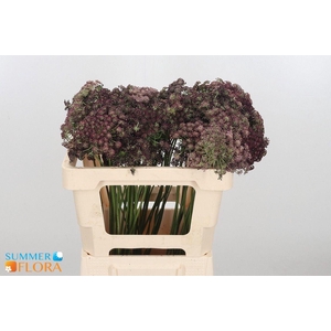 DAUCUS CAROTA DARA