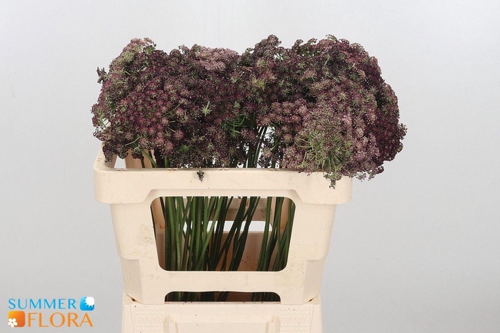 <h4>DAUCUS CAROTA DARA</h4>