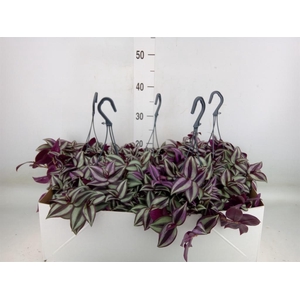 Tradescantia zebr. 'Purpusii'