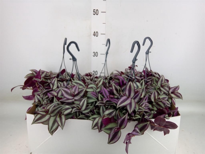 <h4>Tradescantia zebr. 'Purpusii'</h4>
