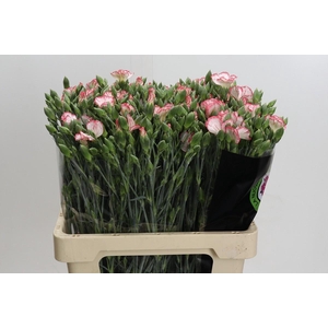Dianthus Sp Symply Strike