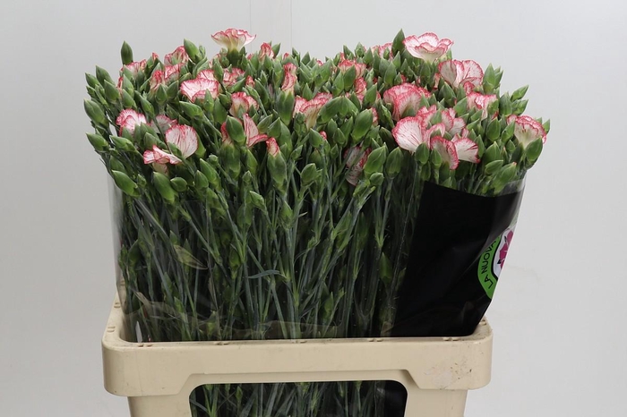<h4>Dianthus Sp Symply Strike</h4>