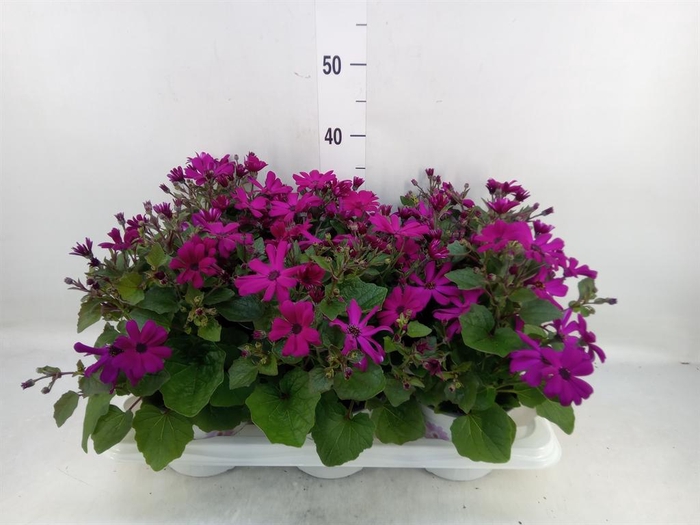 <h4>Pericallis cr. 'Mandala Magenta'</h4>