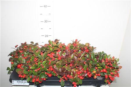 <h4>Gaulth Procumbens</h4>