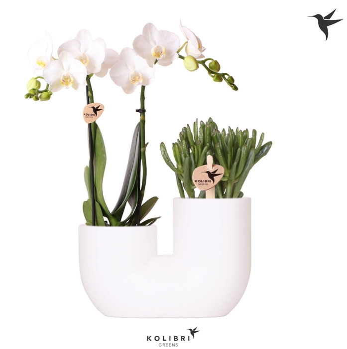 <h4>Kolibri Orchids Phalaenopsis White 2 spike and Succulent in Tube white</h4>