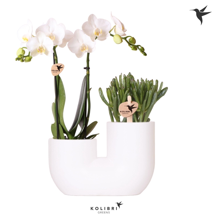 <h4>Kolibri Orchids Phalaenopsis White 2 spike and Succulent in Tube white</h4>