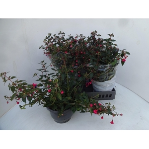 FUCHSIA OV