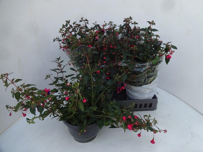 <h4>FUCHSIA OV</h4>