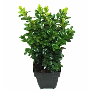 Buxus sempervirens P11