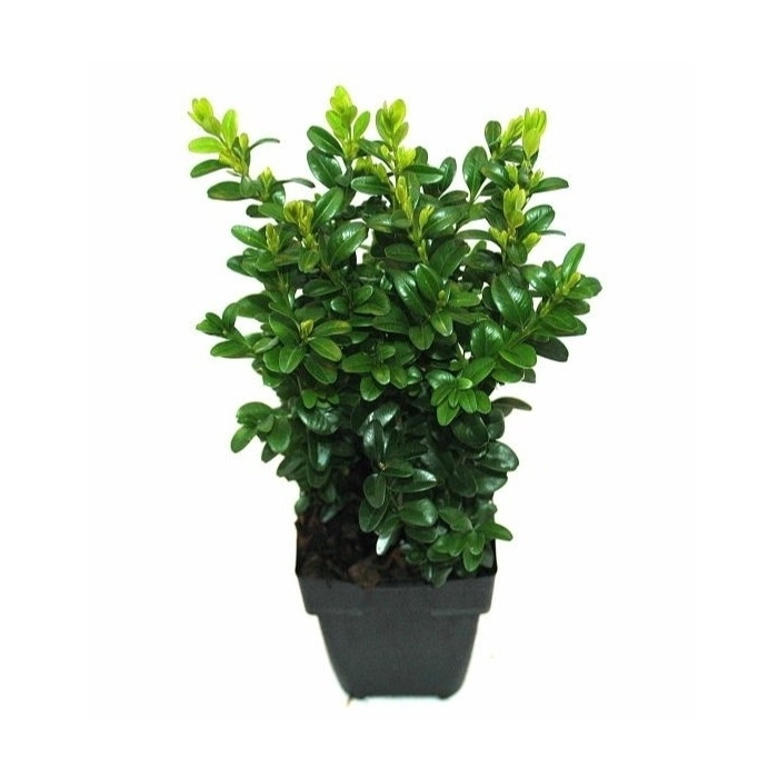 <h4>Buxus sempervirens P11</h4>