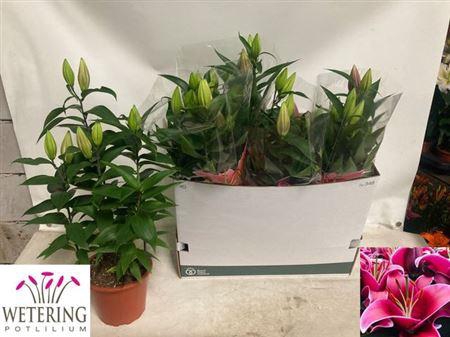 <h4>Lil Or Sunny Keys</h4>