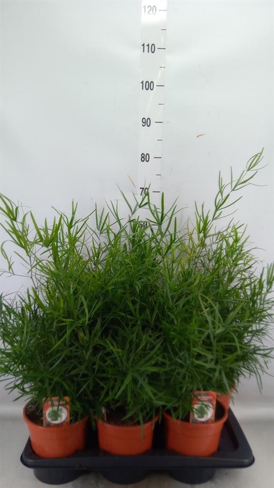 <h4>Asparagus falcatus</h4>