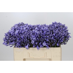Agapanthus 'Lavender Surprise'