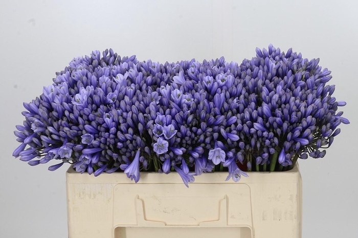 <h4>Agapanthus 'Lavender Surprise'</h4>