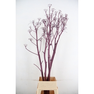 DF Ferule Aubergine Seeds