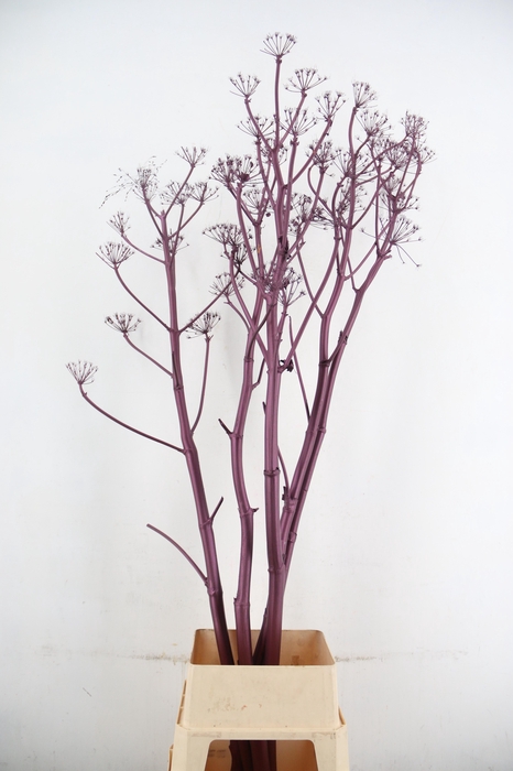 <h4>DF Ferule Aubergine Seeds</h4>