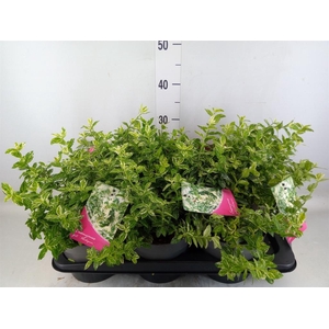 Euonymus fortunei 'Harlequin'