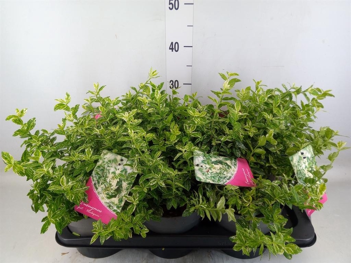 <h4>Euonymus fortunei 'Harlequin'</h4>