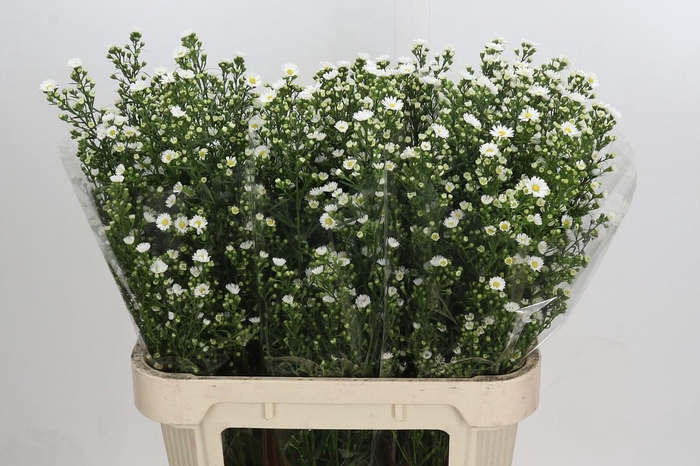 <h4>Aster Paquita</h4>