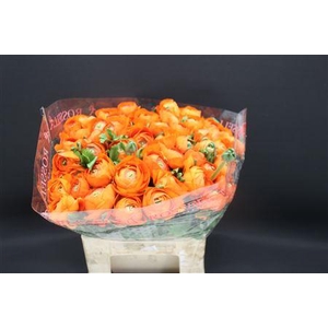 Cloni Extra Oranje 004