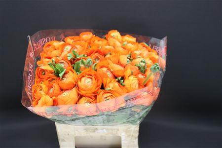 <h4>Cloni Extra Oranje 004</h4>