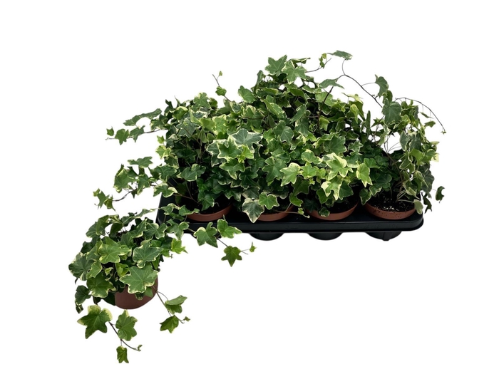 <h4>HED HE TONNY</h4>