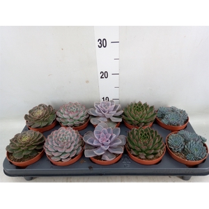 Echeveria   ...mix