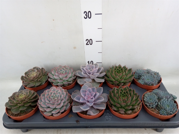 <h4>Echeveria   ...mix</h4>