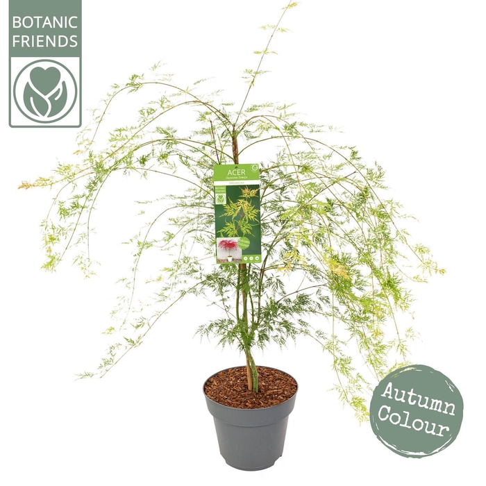 <h4>Acer palmatum Emerald Lace</h4>