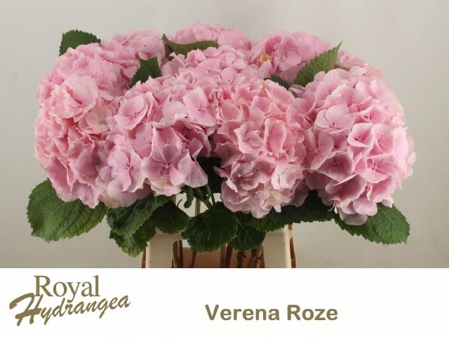 <h4>HYDR M CH VERENA</h4>