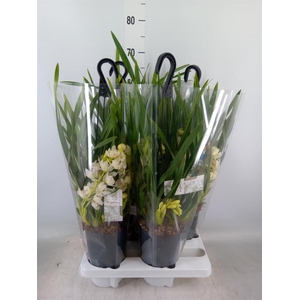 Cymbidium  'Ice Cascade'