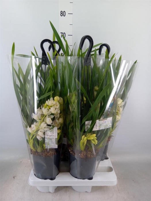 <h4>Cymbidium  'Ice Cascade'</h4>