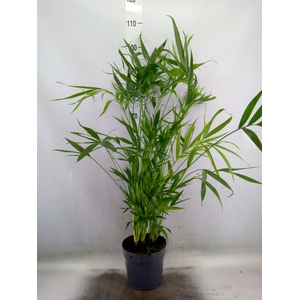 Chamaedorea cataractarum
