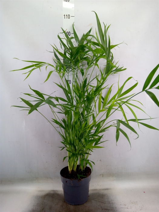 <h4>Chamaedorea cataractarum</h4>