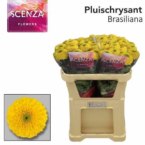 CHR G BRASILIANA