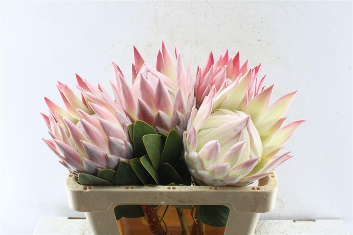 <h4>Protea Cynaroides</h4>
