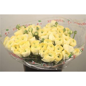 Ran... Su Cream Super X50