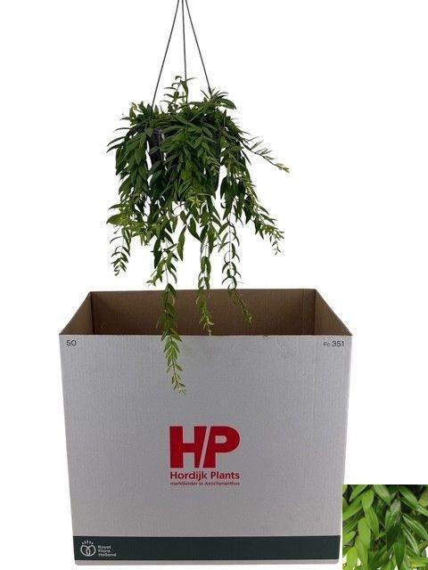 <h4>AESCHYN JAPHROLEPIS</h4>